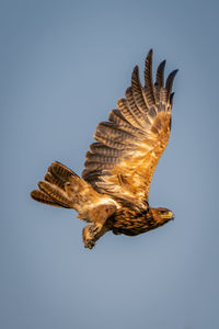 Low angle view of bird flying against clear sky