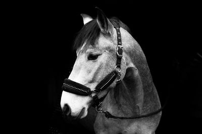 Close-up of horse against black background