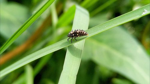 Close-up of insect on leaf