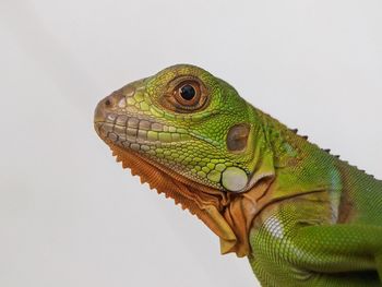 Close-up of iguana against white background