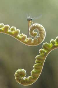 Damselflies on plants