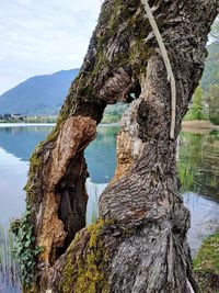 Tree trunk by lake against sky