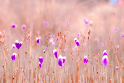 Close-up of purple flowering plants on land