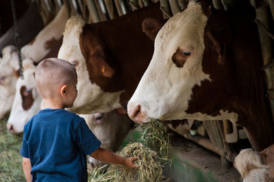 Boy feeding grass to cow at farm