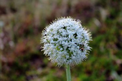 Close-up of white flowers