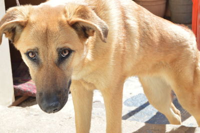 Close-up of a dog