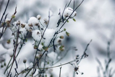Close-up of frozen plant during winter