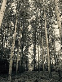 Trees in forest against sky