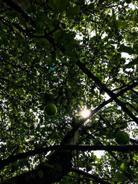 Low angle view of tree against sky