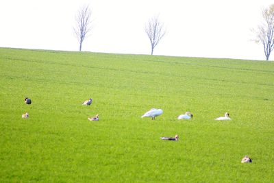 Scenic view of grassy field against sky