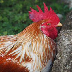 Close-up of rooster by rock