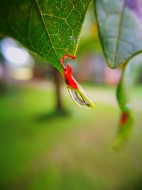 Close-up of insect on leaf