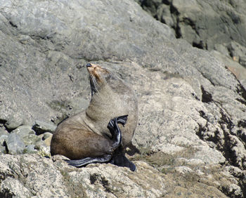 Side view of a bird on rock