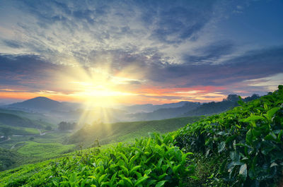 Scenic view of field against sky during sunset