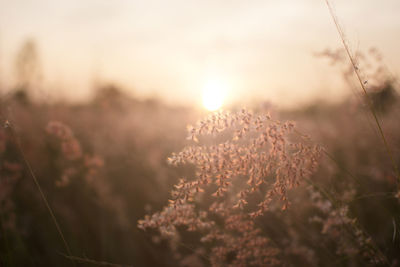 Silhouette of grass flower with sunset background, color clouded style.