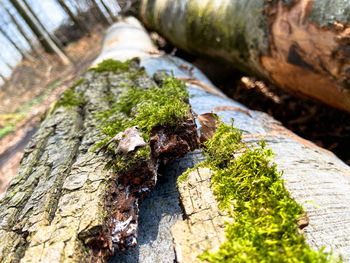 Close-up of moss growing on tree trunk