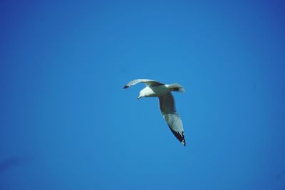 Low angle view of seagull flying in sky