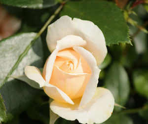 Close-up of white rose flower