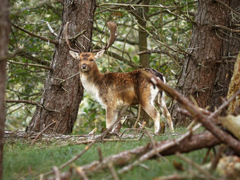 Portrait of a squirrel on tree trunk