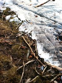 Close-up of tree branch in water