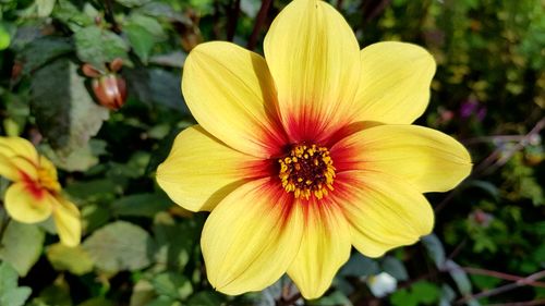 Close-up of yellow flower blooming outdoors