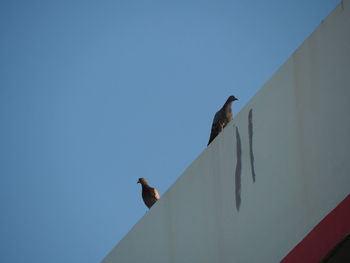 Low angle view of seagull perching on wall