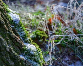 Close-up of moss growing on tree trunk