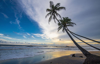 Palm tree's stretching into the indian ocean in galle / sri lanka