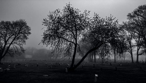 View of trees on field against sky