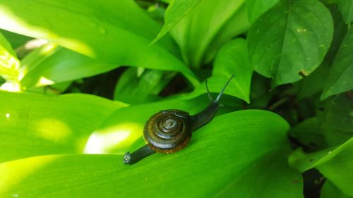 Close-up of snail on leaf