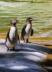 View of birds in water