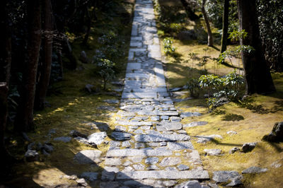 Footpath in forest