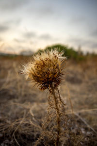 Close-up of dry plant on field