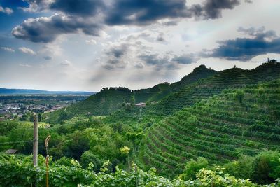 Scenic view of agricultural field against sky