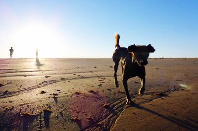 Dog on beach against clear sky