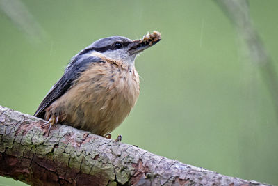 Close-up of bird perching on a tree