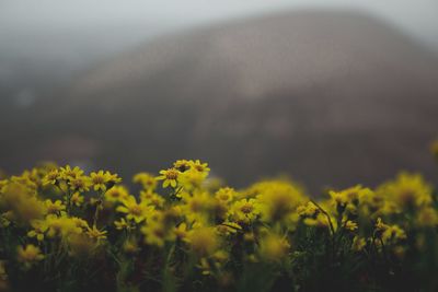 Yellow flowering plants on field