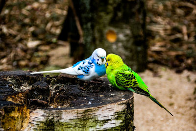 Close-up of parrot perching on tree