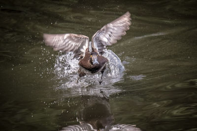 Duck swimming in a lake