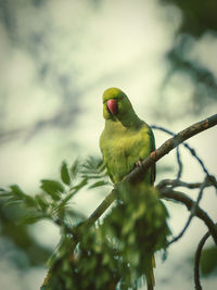 Close-up of bird perching on branch