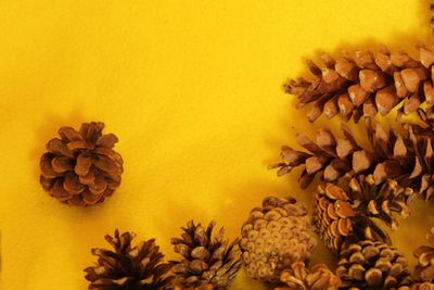 Close-up of yellow flowering plant