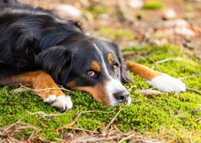 Portrait of dogs on field