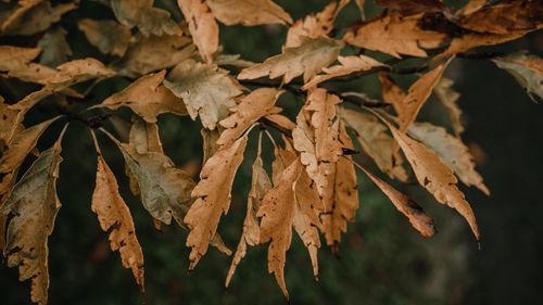 Close-up of dry leaves on plant