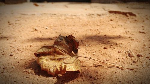 Close-up of dried leaves on sand