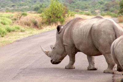 Side view of rhinoceros walking on road