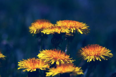 Close-up of yellow flowering plant