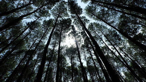 Low angle view of trees in forest