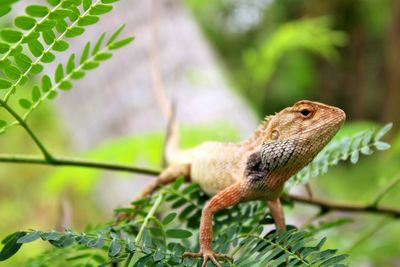 Close-up of a lizard