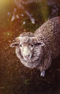 High angle portrait of sheep standing on field