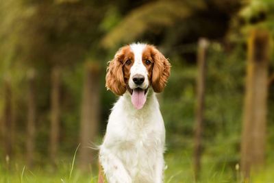 Portrait of springer spaniel 